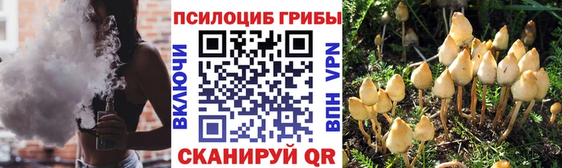 Купить где  Котельниково  Галлюциногенные грибы MAGIC MUSHROOMS 